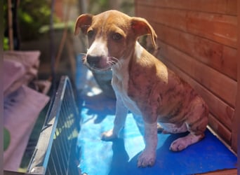 Lucky - ein Welpe sucht sein Körbchen