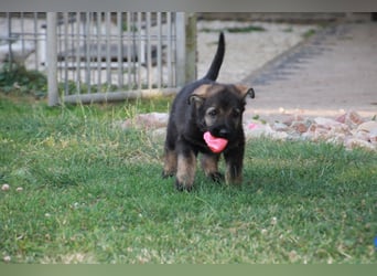 Schäferhund Welpen mit VDH Ahnentafel