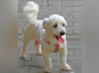MARVIN, Malteser Mix