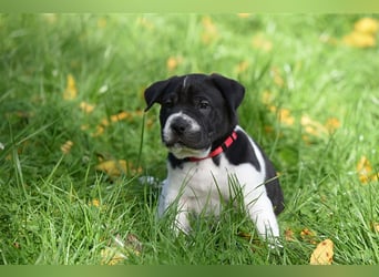 Shar-Pei x Labrador Mix Welpen stellen sich vor......