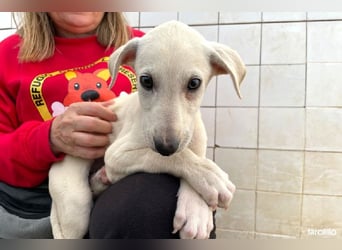 Farolillo, mit seiner Schwester schon zu lange im Tierheim