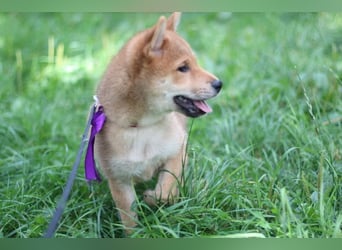 Schöne rote Shiba inu Welpen MEI, MIKA, MASARU mit FCI dokumenten