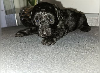 Aussiedoodle mit Ahnentafel