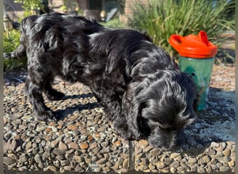 2 Zauberhafte Cockapoo Welpen Rüden  mit Ahnentafel