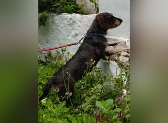 Chapi wartet auf ihre neue Familie