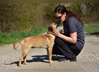 Buffy ist ein fröhlicher, aktiver Hund