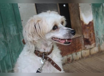Nougat und Luna, Chinesischer Schopfhund, geb. 2022, Traumpaar sucht erfahrenes Zuhause
