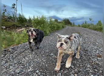 Willi u.Agnes, English Englische Bulldogge, reinrassig, Papiere, Ahnentafel, Gesundheitszeugnis lieb
