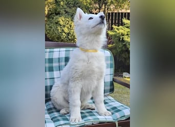 Weißer Schweizer Schäferhund / Welpen / Berger Blanc Suisse / puppies with FCI pedigree