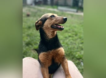 Frida, 10.05.2019 geboren, 31 cm sucht ihre Menschen
