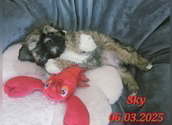 Unsere reinrassige Shih Tzu Hündin Sky sucht ab mitte Mai noch ihr neues Zuhause