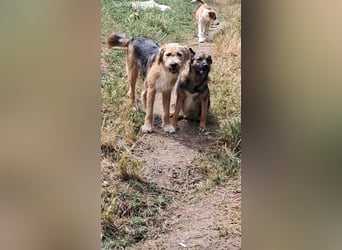 Zoey-die Anschmiegsame sucht Zuhause!