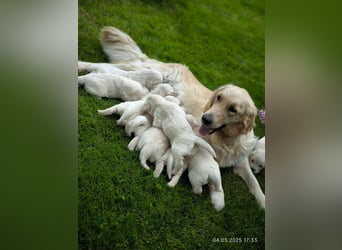 Golden Retriever Welpen 