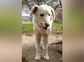Neve - schüchterner Hund sucht seine Menschen
