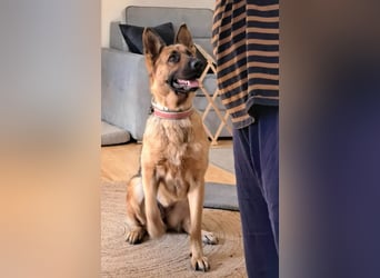 Molly sucht ein liebevolles Zuhause