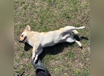 Berlin ein Smiley Dog