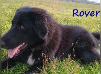 Rover 04/2024 (GRC) - ruhiger, geselliger und liebenswerter Junghund!