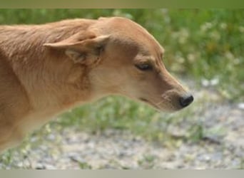 Mel, eine von zwölf zurückgebliebenen Hunden sucht ein neues Zuhause