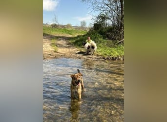 Marta - weiblich, kastriert - Hundepension in Kostenets