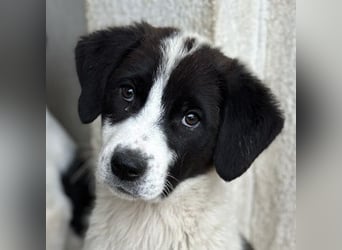Zenzi, geb. ca. 01/2025, lebt in GRIECHENLAND, im städt. Tierheim Serres