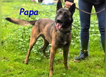 Hondo 11/2024 (ESP) - verspielter Malinois-Schäferhund-Mix Welpe!