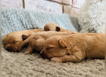 Wunderschöne Maltipoo Welpen!!! (Malteser/Zwergpudel)