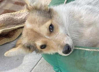 OZZY - sucht eine liebevolle Familie!