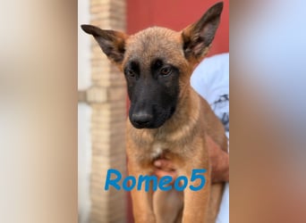 Romeo5 11/2024 (ESP) - aktiver Malinois-Schäferhund-Mix Welpe!