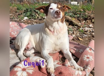 Cuqui1 06/2019 (ESP) - entspannte und liebe kleine Ratonero Bodeguero Andaluz Hündin!