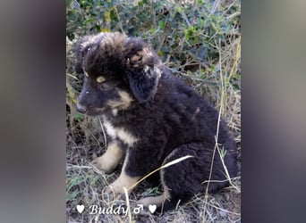 Buddy und Bernie suchen ein Zuhause