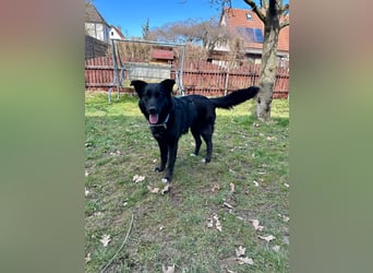 liebe Wenka auf Pflegestelle in 87754 Kammlach sucht ihr Zuhause