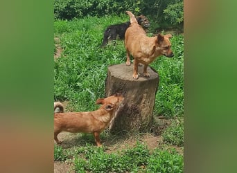 Greta und Helene, zwei süsse noch unerzogenen frechen Mäuse, nur im Doppelpack
