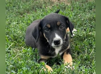 Lilly