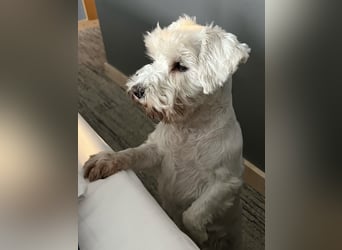 Weiße Zwergschnauzer Welpen nicht haarend reinrassig