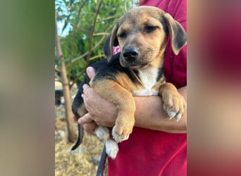 Patricia, geboren 10.04.2025, 22cm sucht ihr Zuhause