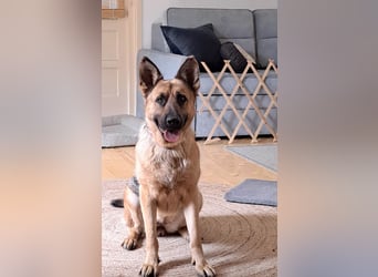 Molly sucht ein liebevolles Zuhause