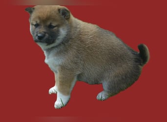 Erstklassige Shiba Inu Zucht in Sachsen