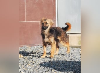 Cleo, Mischling, geb. 4/ 2024,aktive, sehr liebe kleine Schäfermix Hündin