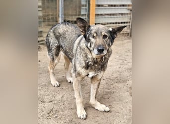 Dolly(2) - freundliche, kluge, ruhige Schäferhund Mix Hündin / z.Zt. noch in Rumänien