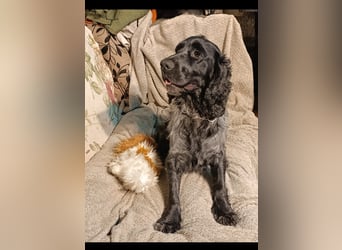 RESERVIERT Tachappy sucht ein neues Zuhause