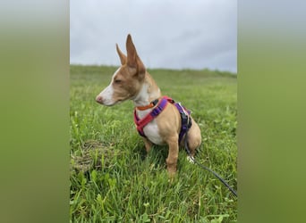 Pina, ein entzückendes Welpenmädchen