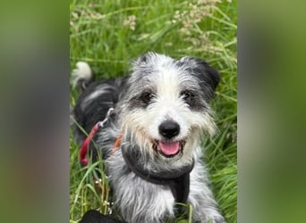 Sonnenschein Greta sucht aktives Zuhause