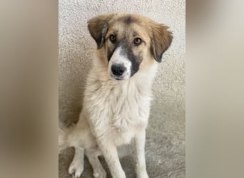 Renfri, geb. ca. 05/2024, lebt in GRIECHENLAND, im städt. Tierheim Serres