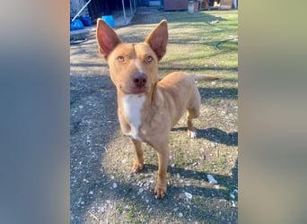 VIKI  ca. 1,5 J. hundeverträgl. Thai Rigdeback-Mix-Hündin sucht