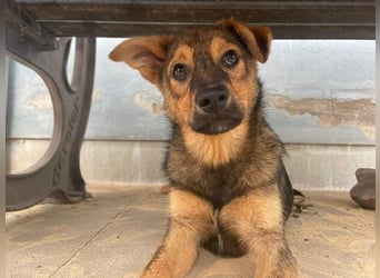 Carlo, Mischling, geb. 2025, aufgeweckter Jungspund sucht Zuhause