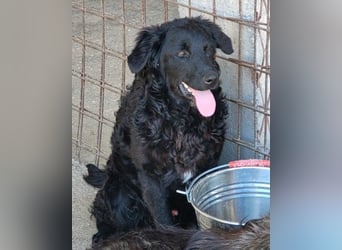 GONZALES❤️ liebenswerter, agiler und neugieriger Kroatischer Schäferhund-Mix