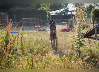 LIJAN - der brave Rüde muss gut beschäftigt werden und sucht hundeerfahrene Menschen