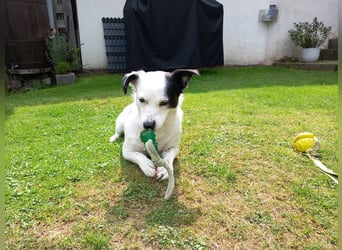 ♥SUNNY♥ auf Pflegestelle bei Leverkusen - zierliche, verschmuste, fröhliche kleine Zuckermaus 34cm