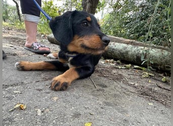 Alexa, geboren 16.03.2025, 21cm sucht ihr Zuhause