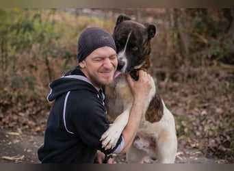 KODA - der hübsche und gelehrige Rüde sucht eine hundeerfahrene Familie
